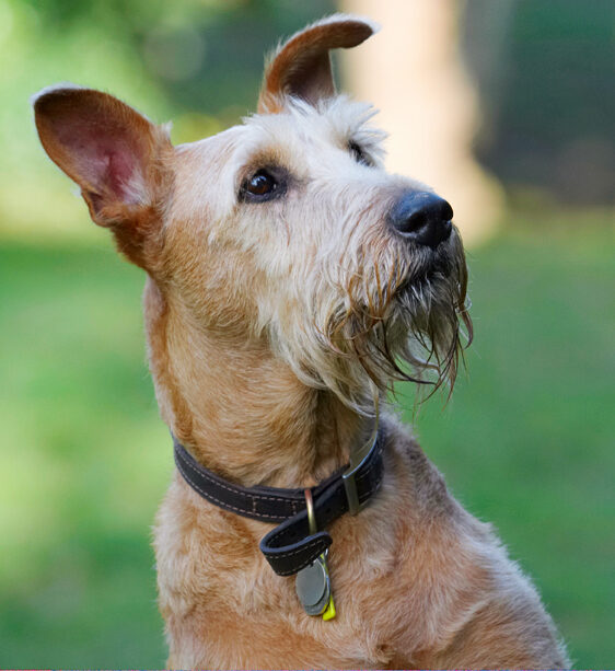Animal, Animals, Canine, Canines, Dog, Dogs, Irish Terrier, Land Mammal, Land Mammals, Play, Playing, Playtime, Terrestrial Mammal, Terrestrial Mammals, Terriers, Tintin