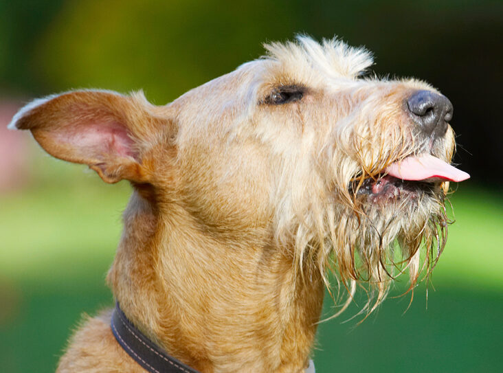Animal, Animals, Butter, Canine, Canines, Dog, Dogs, Irish Terrier, Land Mammal, Land Mammals, Peanut, Play, Playing, Playtime, Terrestrial Mammal, Terrestrial Mammals, Terriers, Tintin, Tongue