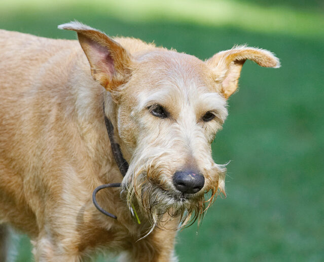 Animal, Animals, Butter, Canine, Canines, Dog, Dogs, Irish Terrier, Land Mammal, Land Mammals, Peanut, Play, Playing, Playtime, Terrestrial Mammal, Terrestrial Mammals, Terriers, Tintin