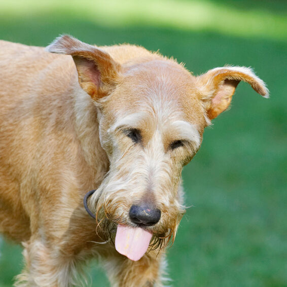 Animal, Animals, Butter, Canine, Canines, Dog, Dogs, Irish Terrier, Land Mammal, Land Mammals, Peanut, Play, Playing, Playtime, Terrestrial Mammal, Terrestrial Mammals, Terriers, Tintin, Tongue