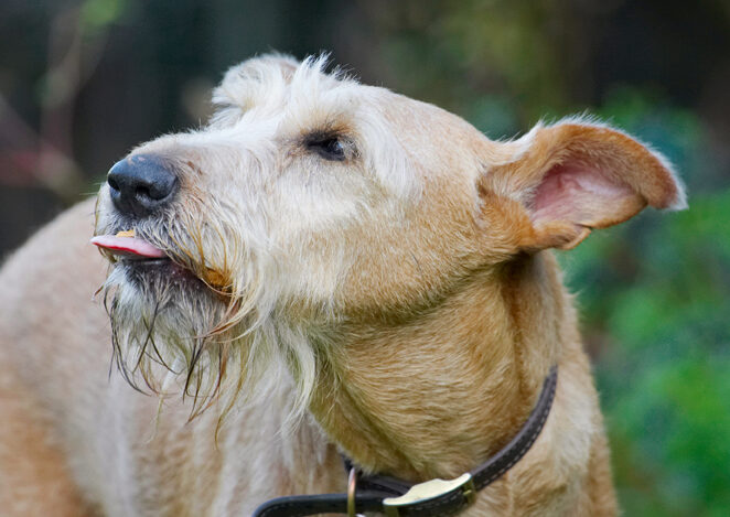 Animal, Animals, Butter, Canine, Canines, Dog, Dogs, Irish Terrier, Land Mammal, Land Mammals, Peanut, Play, Playing, Playtime, Terrestrial Mammal, Terrestrial Mammals, Terriers, Tintin, Tongue