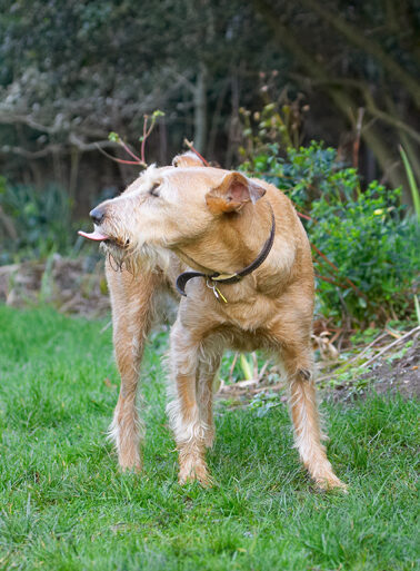 Animal, Animals, Butter, Canine, Canines, Dog, Dogs, Irish Terrier, Land Mammal, Land Mammals, Peanut, Play, Playing, Playtime, Terrestrial Mammal, Terrestrial Mammals, Terriers, Tintin, Tongue