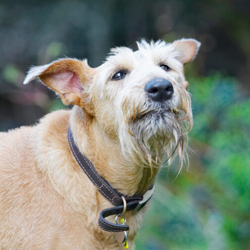 Animal, Animals, Butter, Canine, Canines, Dog, Dogs, Irish Terrier, Land Mammal, Land Mammals, Peanut, Play, Playing, Playtime, Terrestrial Mammal, Terrestrial Mammals, Terriers, Tintin