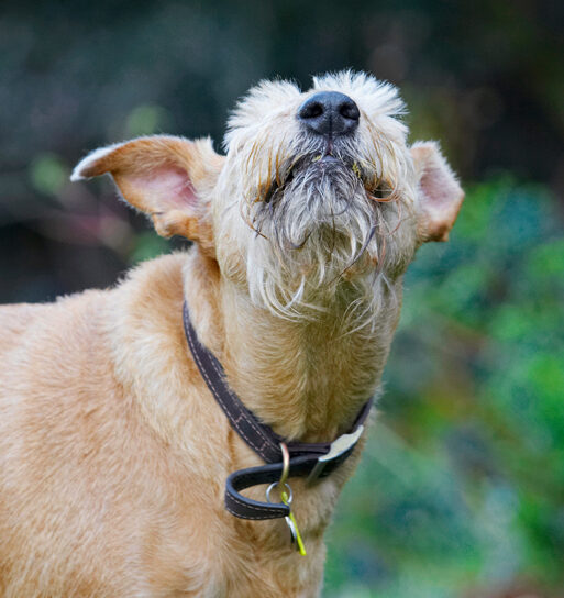 Animal, Animals, Butter, Canine, Canines, Dog, Dogs, Irish Terrier, Land Mammal, Land Mammals, Peanut, Play, Playing, Playtime, Terrestrial Mammal, Terrestrial Mammals, Terriers, Tintin