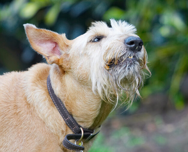 Animal, Animals, Butter, Canine, Canines, Dog, Dogs, Irish Terrier, Land Mammal, Land Mammals, Peanut, Play, Playing, Playtime, Terrestrial Mammal, Terrestrial Mammals, Terriers, Tintin