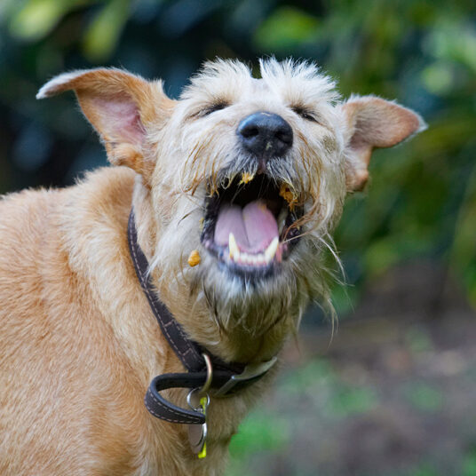Animal, Animals, Butter, Canine, Canines, Dog, Dogs, Irish Terrier, Land Mammal, Land Mammals, Peanut, Play, Playing, Playtime, Terrestrial Mammal, Terrestrial Mammals, Terriers, Tintin, Tongue