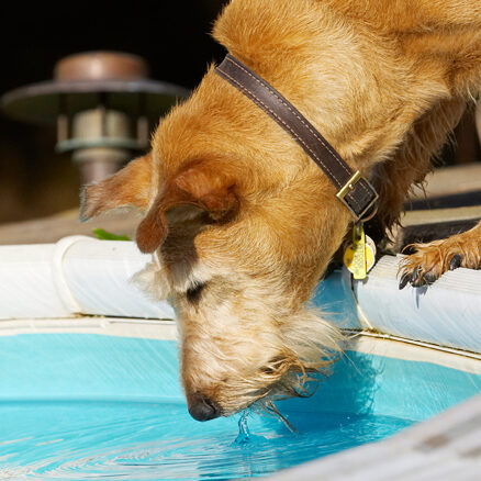 Animal, Animals, Canine, Canines, Dog, Dogs, Irish Terrier, Land Mammal, Land Mammals, Play, Playing, Playtime, Pool, Swimming, Terrestrial Mammal, Terrestrial Mammals, Terriers, Tintin