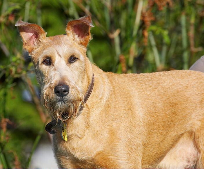 Animal, Animals, Canine, Canines, Dog, Dogs, Irish Terrier, Land Mammal, Land Mammals, Play, Playing, Playtime, Terrestrial Mammal, Terrestrial Mammals, Terriers, Tintin