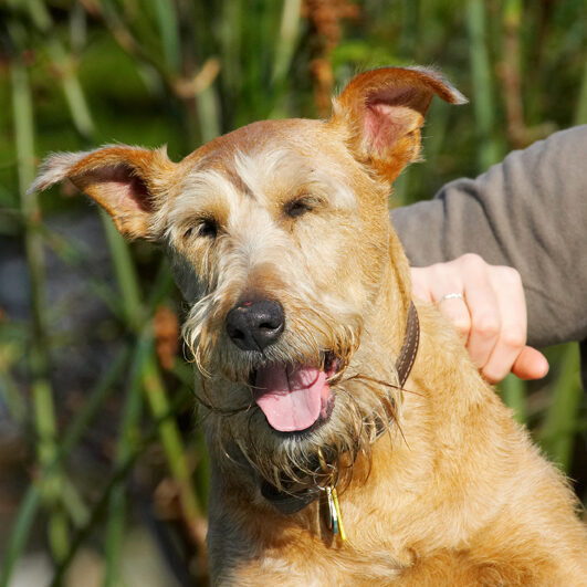 Animal, Animals, Canine, Canines, Dog, Dogs, Irish Terrier, Land Mammal, Land Mammals, Play, Playing, Playtime, Terrestrial Mammal, Terrestrial Mammals, Terriers, Tintin, Tongue
