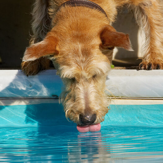 Animal, Animals, Canine, Canines, Dog, Dogs, Drink, Drinking, Irish Terrier, Land Mammal, Land Mammals, Play, Playing, Playtime, Pool, Swimming, Terrestrial Mammal, Terrestrial Mammals, Terriers, Tintin, Tongue