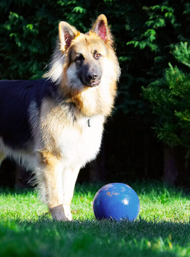 Alsatian, Alsatians, Animal, Animals, Ball, Canine, Canines, Dog, Dogs, Gatsby, German Shepherd, Land Mammal, Land Mammals, Play, Playing, Playtime, Terrestrial Mammal, Terrestrial Mammals