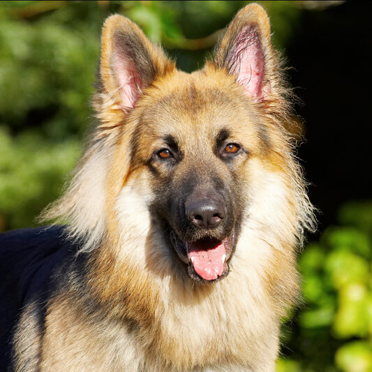 Alsatian, Alsatians, Animal, Animals, Canine, Canines, Dog, Dogs, Gatsby, German Shepherd, Land Mammal, Land Mammals, Play, Playing, Playtime, Terrestrial Mammal, Terrestrial Mammals, Tongue