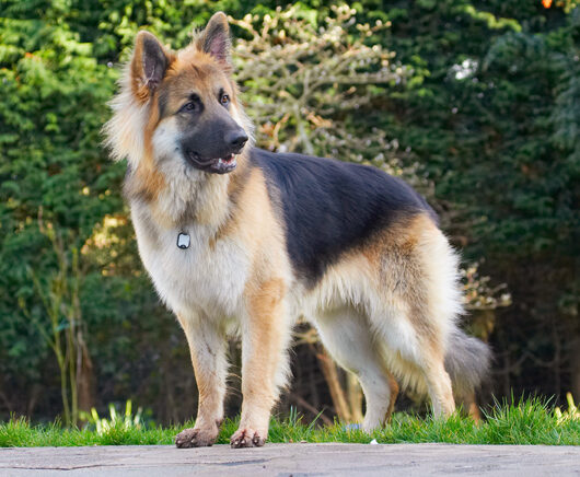 Alsatian, Alsatians, Animal, Animals, Canine, Canines, Dog, Dogs, Gatsby, German Shepherd, Land Mammal, Land Mammals, Play, Playing, Playtime, Terrestrial Mammal, Terrestrial Mammals