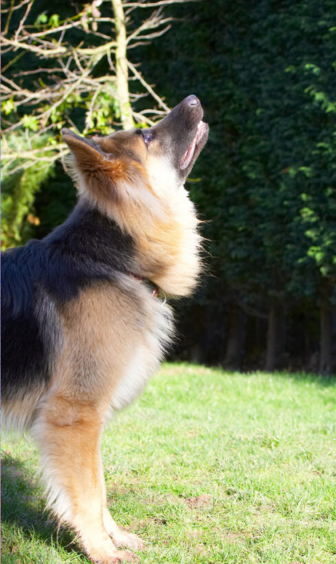 Alsatian, Alsatians, Animal, Animals, Canine, Canines, Dog, Dogs, Gatsby, German Shepherd, Land Mammal, Land Mammals, Play, Playing, Playtime, Terrestrial Mammal, Terrestrial Mammals