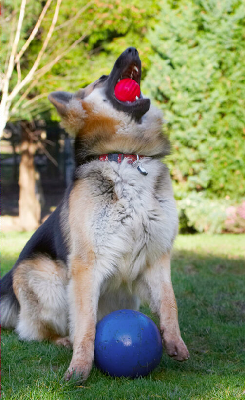 Alsatian, Alsatians, Animal, Animals, Ball, Canine, Canines, Catch, Catching, Dog, Dogs, Gatsby, German Shepherd, Land Mammal, Land Mammals, Play, Playing, Playtime, Terrestrial Mammal, Terrestrial Mammals