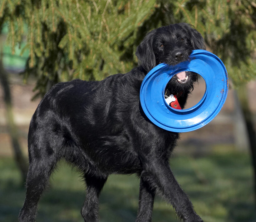 Animal, Animals, Canine, Canines, Dog, Dogs, Fizz, Frisbee, Labradoodle, Land Mammal, Land Mammals, Play, Playing, Terrestrial Mammal, Terrestrial Mammals