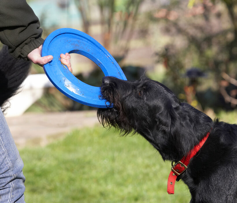 Animal, Animals, Canine, Canines, Dog, Dogs, Fizz, Frisbee, Labradoodle, Land Mammal, Land Mammals, Play, Playing, Terrestrial Mammal, Terrestrial Mammals, Tug-o-war