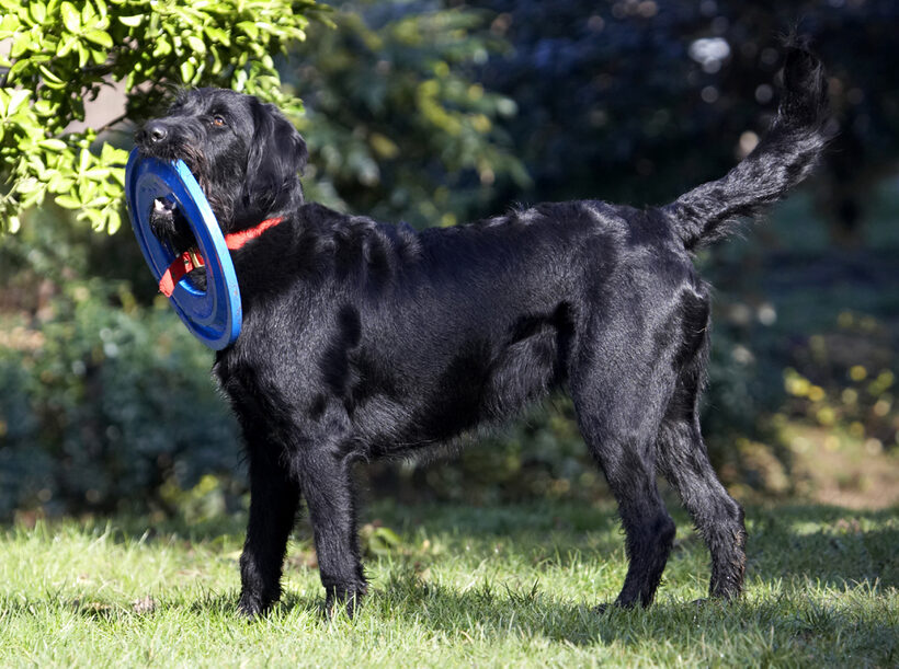 Animal, Animals, Canine, Canines, Dog, Dogs, Fizz, Frisbee, Labradoodle, Land Mammal, Land Mammals, Play, Playing, Terrestrial Mammal, Terrestrial Mammals