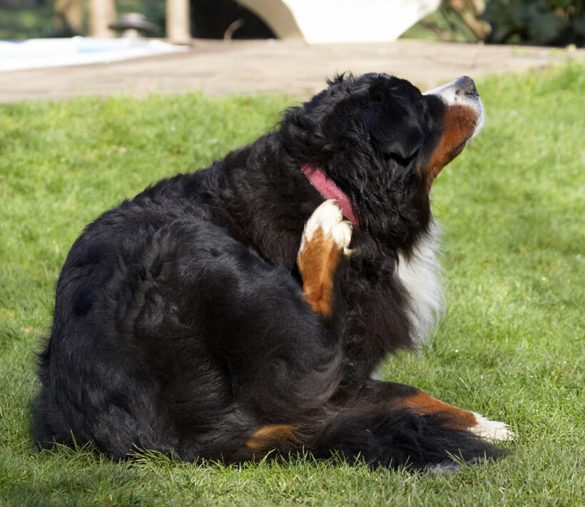Animal, Animals, Bernese, Canine, Canines, Dog, Dogs, Land Mammal, Land Mammals, Mountain, Murphy, Play, Playing, Playtime, Scratch, Scratching, Terrestrial Mammal, Terrestrial Mammals