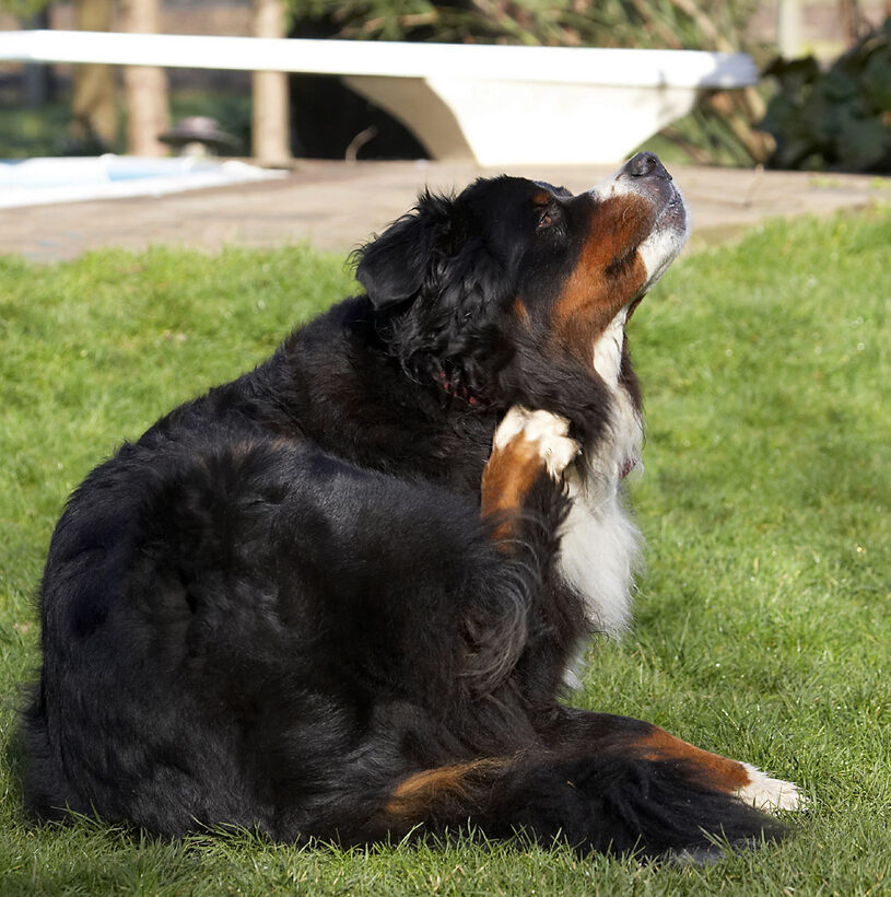 Animal, Animals, Bernese, Canine, Canines, Dog, Dogs, Land Mammal, Land Mammals, Mountain, Murphy, Play, Playing, Playtime, Scratch, Scratching, Terrestrial Mammal, Terrestrial Mammals