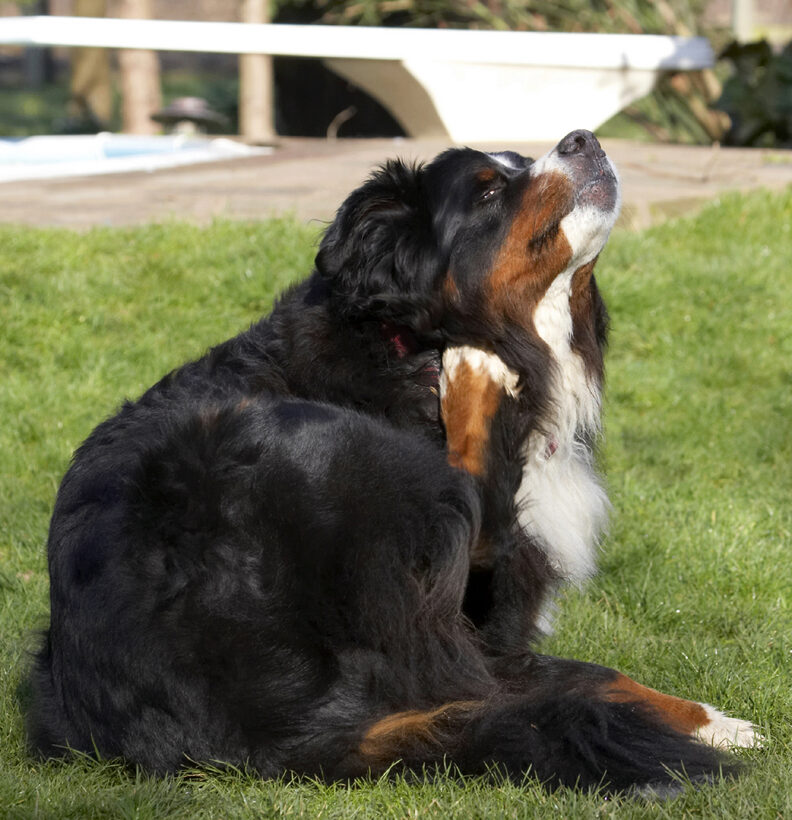 Animal, Animals, Bernese, Canine, Canines, Dog, Dogs, Land Mammal, Land Mammals, Mountain, Murphy, Play, Playing, Playtime, Scratch, Scratching, Terrestrial Mammal, Terrestrial Mammals
