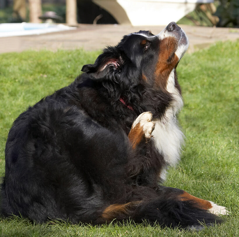 Animal, Animals, Bernese, Canine, Canines, Dog, Dogs, Land Mammal, Land Mammals, Mountain, Murphy, Play, Playing, Playtime, Scratch, Scratching, Terrestrial Mammal, Terrestrial Mammals