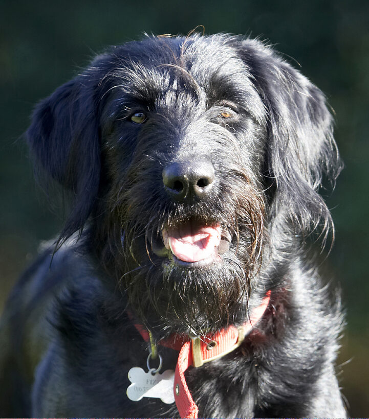 Animal, Animals, Canine, Canines, Dog, Dogs, Fizz, Labradoodle, Land Mammal, Land Mammals, Play, Playing, Terrestrial Mammal, Terrestrial Mammals, Tongue