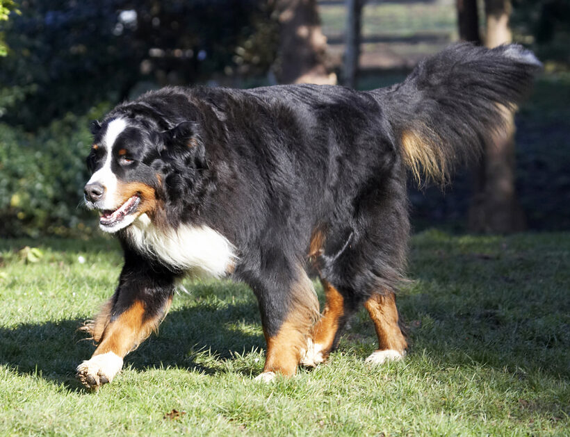 Animal, Animals, Bernese, Canine, Canines, Dog, Dogs, Land Mammal, Land Mammals, Mountain, Murphy, Play, Playing, Playtime, Terrestrial Mammal, Terrestrial Mammals
