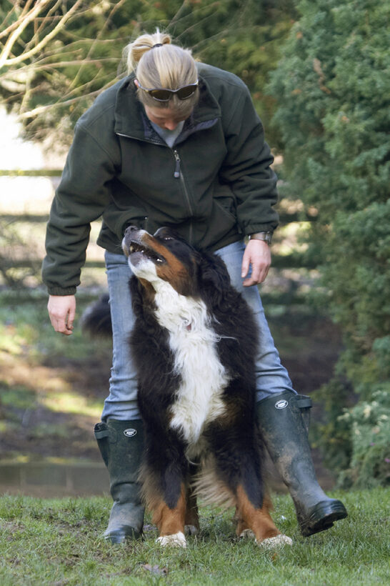 Animal, Animals, Becky, Bernese, Blonde, Canine, Canines, Dance, Dancing, Dog, Dogs, Land Mammal, Land Mammals, Mountain, Murphy, Play, Playing, Playtime, Terrestrial Mammal, Terrestrial Mammals, Woman