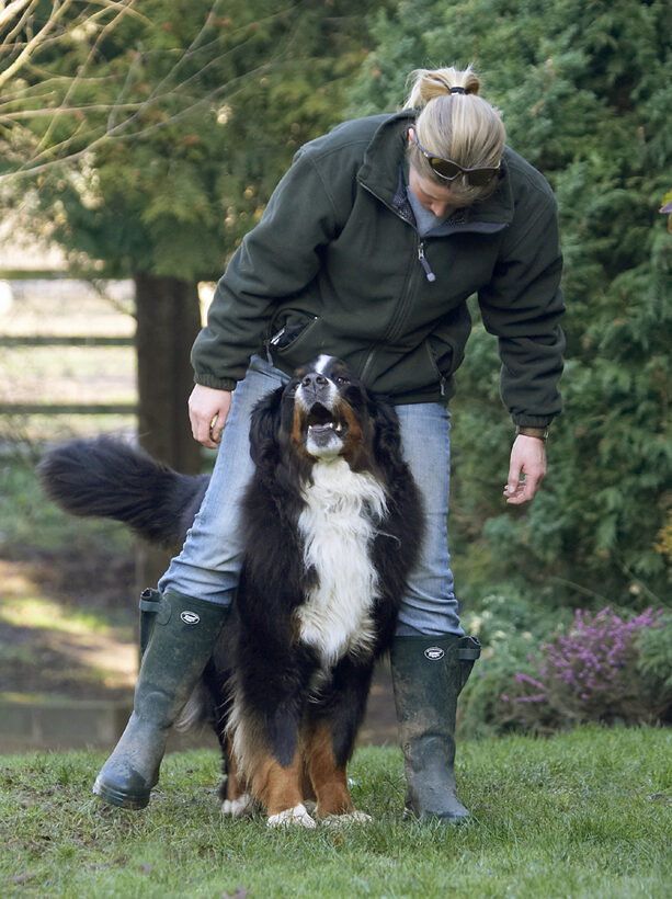 Animal, Animals, Becky, Bernese, Blonde, Canine, Canines, Dance, Dancing, Dog, Dogs, Land Mammal, Land Mammals, Mountain, Murphy, Play, Playing, Playtime, Terrestrial Mammal, Terrestrial Mammals, Woman