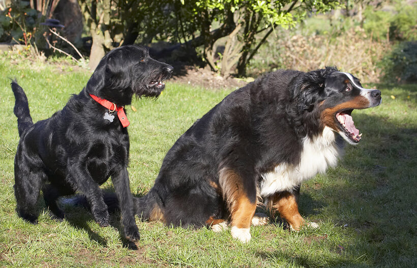 Animal, Animals, Bernese, Best, Butter, Canine, Canines, Dog, Dogs, Fizz, Friends, Labradoodle, Land Mammal, Land Mammals, Mountain, Murphy, Peanut, Play, Playing, Playtime, Terrestrial Mammal, Terrestrial Mammals