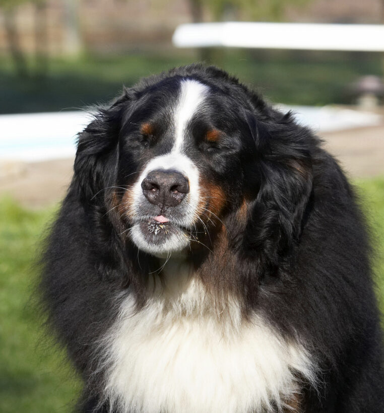 Animal, Animals, Bernese, Butter, Canine, Canines, Dog, Dogs, Land Mammal, Land Mammals, Mountain, Murphy, Peanut, Play, Playing, Playtime, Terrestrial Mammal, Terrestrial Mammals