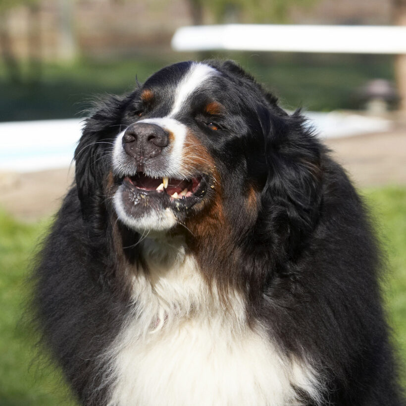 Animal, Animals, Bernese, Butter, Canine, Canines, Dog, Dogs, Land Mammal, Land Mammals, Mountain, Murphy, Peanut, Play, Playing, Playtime, Terrestrial Mammal, Terrestrial Mammals