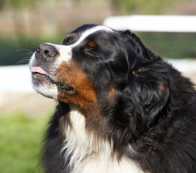 Animal, Animals, Bernese, Butter, Canine, Canines, Dog, Dogs, Land Mammal, Land Mammals, Mountain, Murphy, Peanut, Play, Playing, Playtime, Terrestrial Mammal, Terrestrial Mammals, Tongue