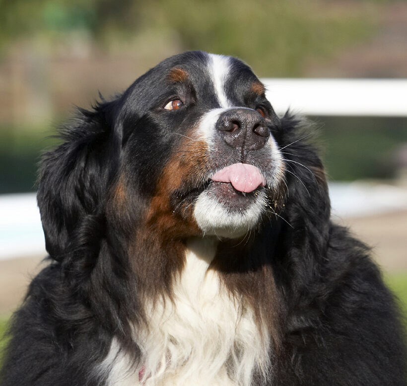 Animal, Animals, Bernese, Butter, Canine, Canines, Dog, Dogs, Land Mammal, Land Mammals, Mountain, Murphy, Peanut, Play, Playing, Playtime, Terrestrial Mammal, Terrestrial Mammals, Tongue
