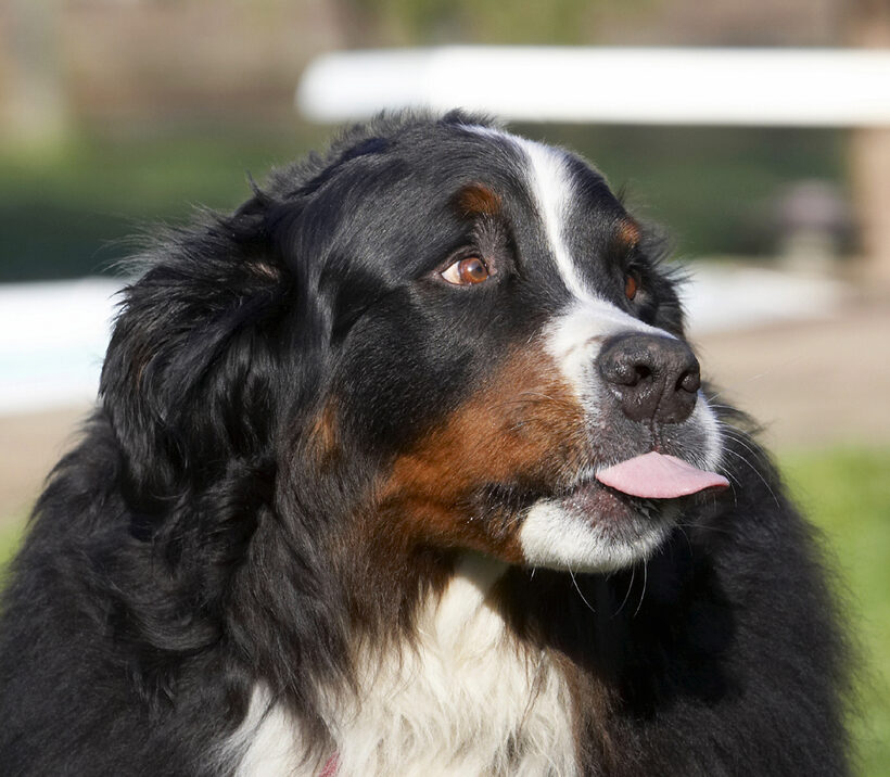 Animal, Animals, Bernese, Butter, Canine, Canines, Dog, Dogs, Land Mammal, Land Mammals, Mountain, Murphy, Peanut, Play, Playing, Playtime, Terrestrial Mammal, Terrestrial Mammals, Tongue