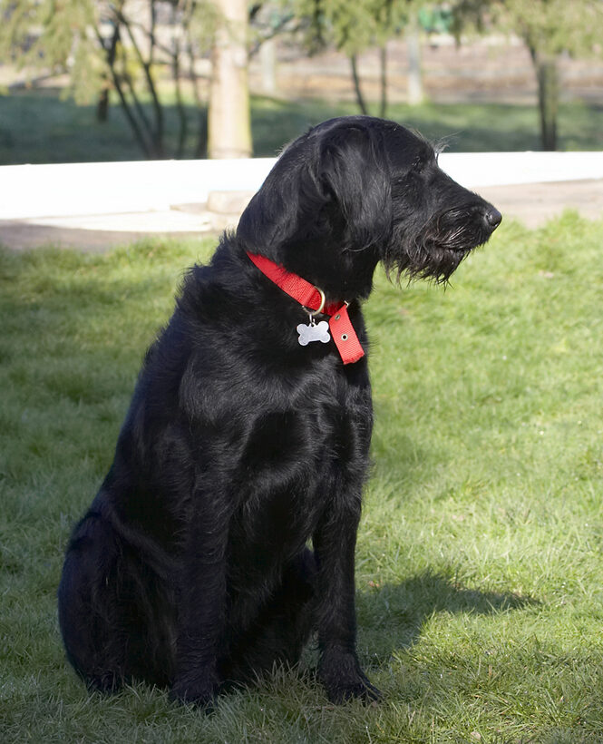 Animal, Animals, Canine, Canines, Dog, Dogs, Fizz, Labradoodle, Land Mammal, Land Mammals, Play, Playing, Sit, Sitting, Terrestrial Mammal, Terrestrial Mammals
