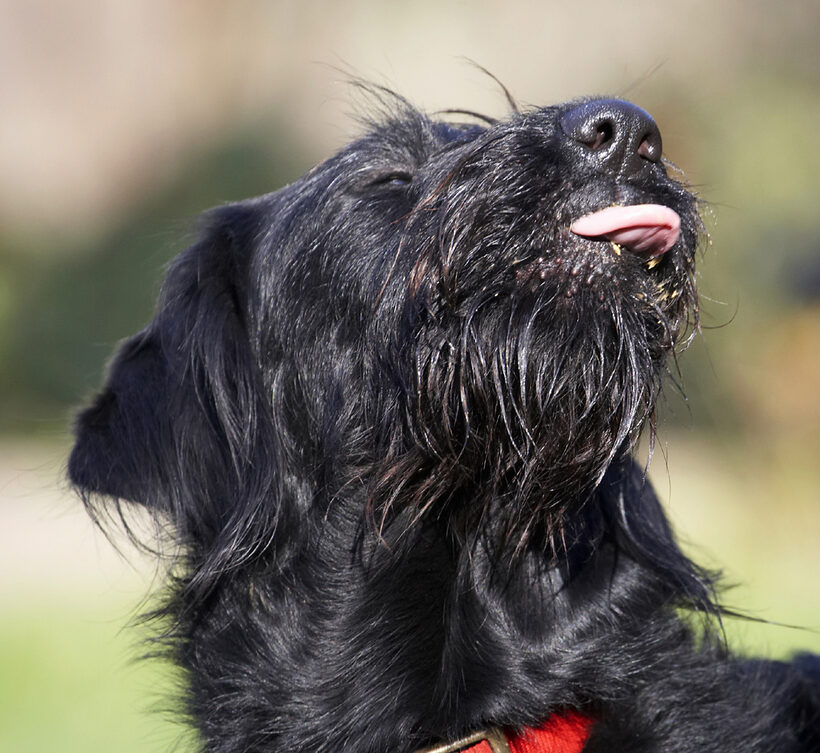 Animal, Animals, Butter, Canine, Canines, Dog, Dogs, Fizz, Labradoodle, Land Mammal, Land Mammals, Peanut, Play, Playing, Terrestrial Mammal, Terrestrial Mammals, Tongue