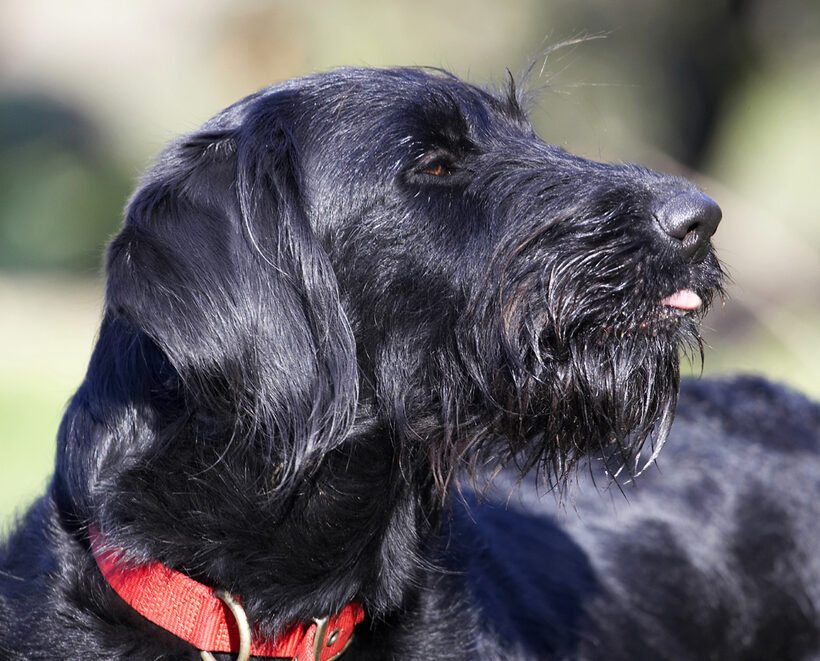 Animal, Animals, Butter, Canine, Canines, Dog, Dogs, Fizz, Labradoodle, Land Mammal, Land Mammals, Peanut, Play, Playing, Terrestrial Mammal, Terrestrial Mammals, Tongue