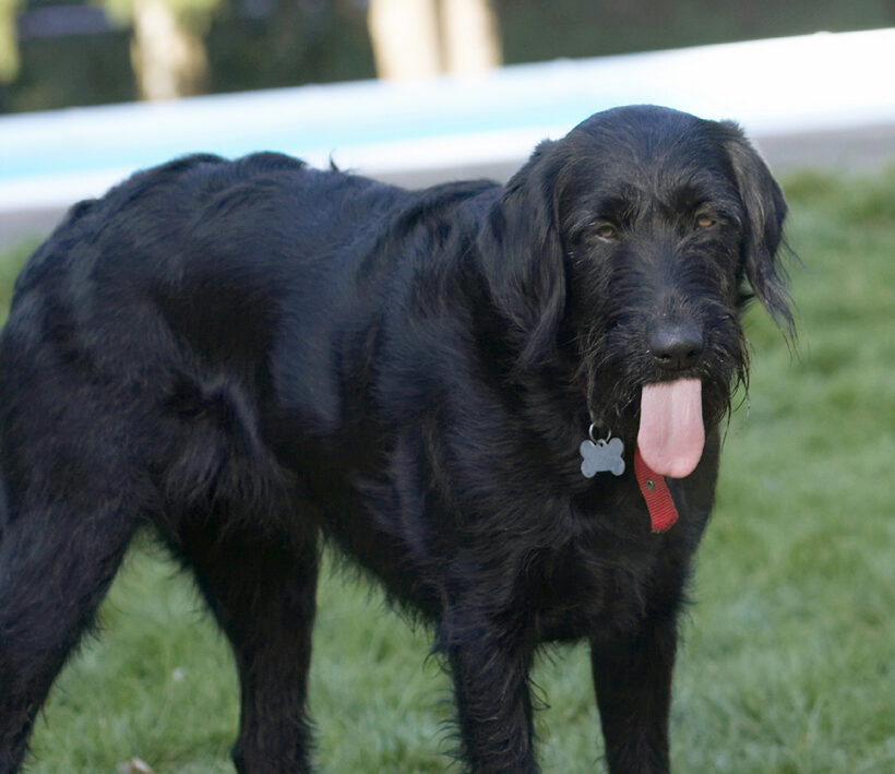Animal, Animals, Butter, Canine, Canines, Dog, Dogs, Fizz, Labradoodle, Land Mammal, Land Mammals, Peanut, Play, Playing, Terrestrial Mammal, Terrestrial Mammals, Tongue