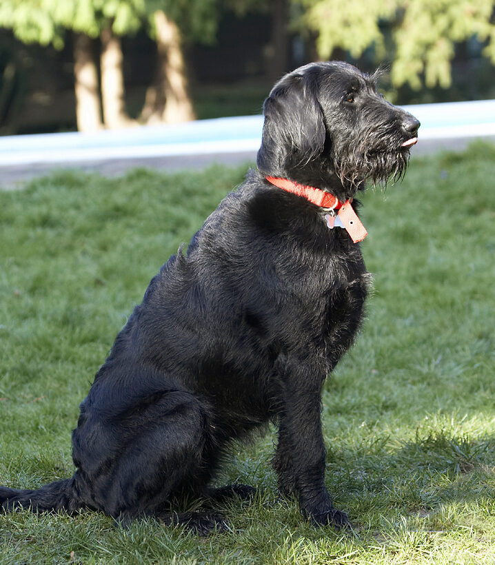 Animal, Animals, Canine, Canines, Dog, Dogs, Fizz, Labradoodle, Land Mammal, Land Mammals, Play, Playing, Terrestrial Mammal, Terrestrial Mammals, Tongue