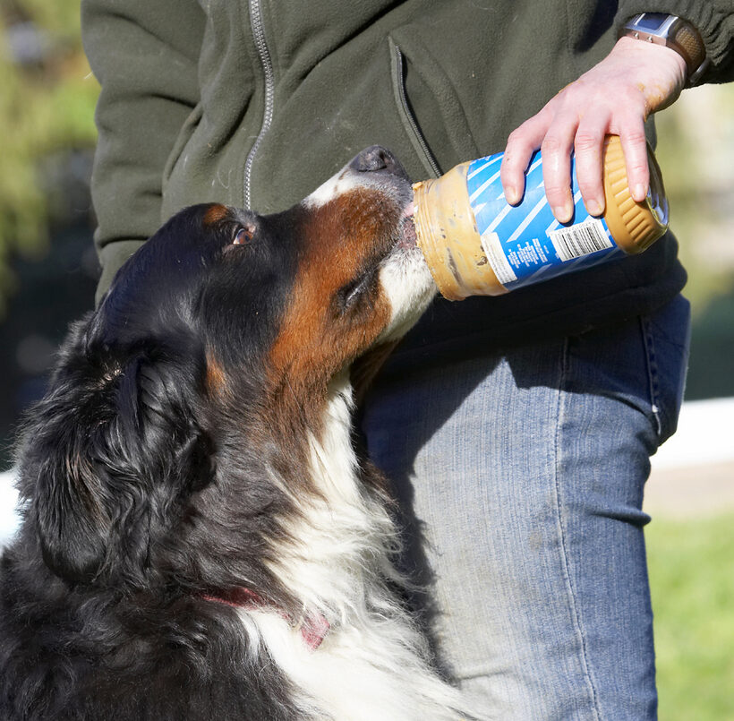 Animal, Animals, Bernese, Butter, Canine, Canines, Dog, Dogs, Land Mammal, Land Mammals, Mountain, Murphy, Peanut, Play, Playing, Playtime, Terrestrial Mammal, Terrestrial Mammals