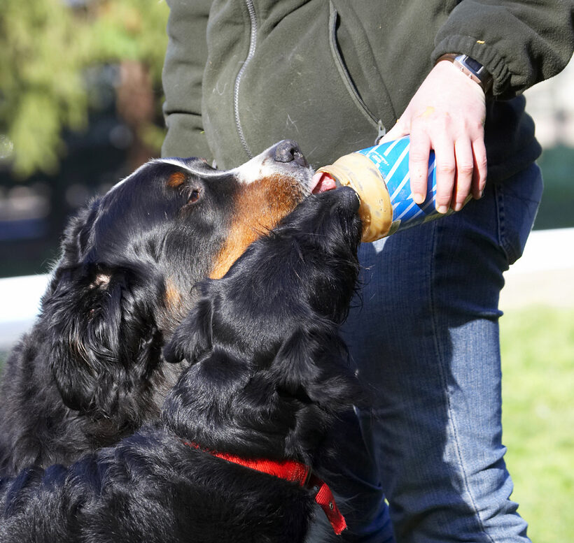 Animal, Animals, Bernese, Best, Butter, Canine, Canines, Dog, Dogs, Fizz, Friends, Labradoodle, Land Mammal, Land Mammals, Mountain, Murphy, Peanut, Play, Playing, Playtime, Terrestrial Mammal, Terrestrial Mammals, Tongue