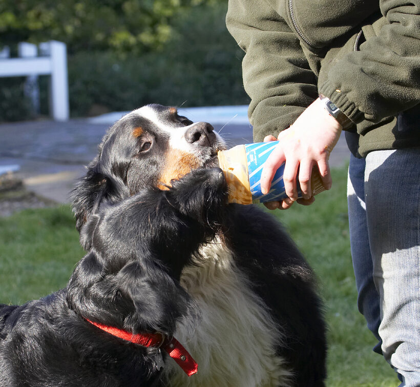Animal, Animals, Bernese, Best, Butter, Canine, Canines, Dog, Dogs, Fizz, Friends, Labradoodle, Land Mammal, Land Mammals, Mountain, Murphy, Peanut, Play, Playing, Playtime, Terrestrial Mammal, Terrestrial Mammals