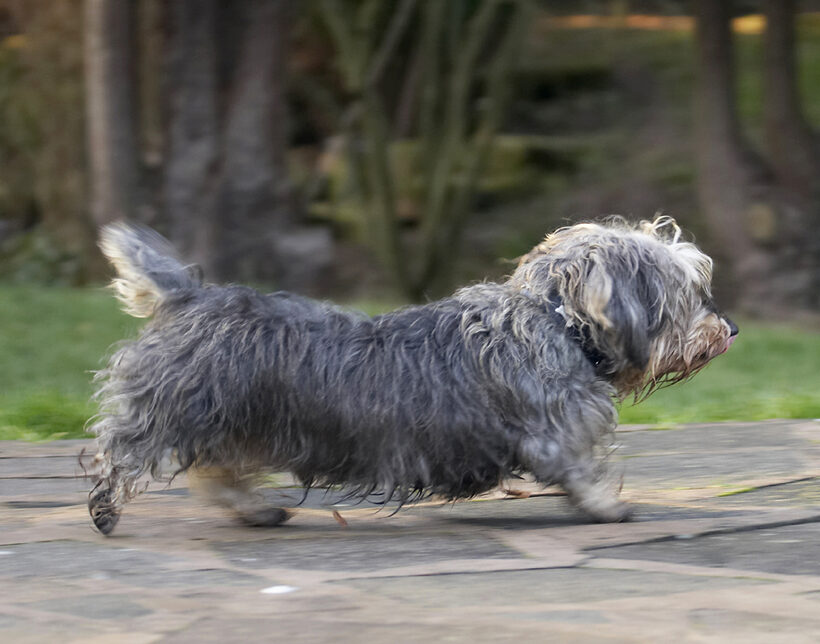Animal, Animals, Canine, Canines, Daschund, Daschunds, Dog, Dogs, Dudley, Land Mammal, Land Mammals, Miniature, Play, Playing, Playtime, Terrestrial Mammal, Terrestrial Mammals, Wirehaired