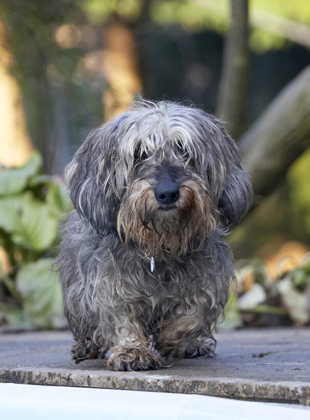 Animal, Animals, Canine, Canines, Daschund, Daschunds, Dog, Dogs, Dudley, Land Mammal, Land Mammals, Miniature, Play, Playing, Playtime, Terrestrial Mammal, Terrestrial Mammals, Wirehaired