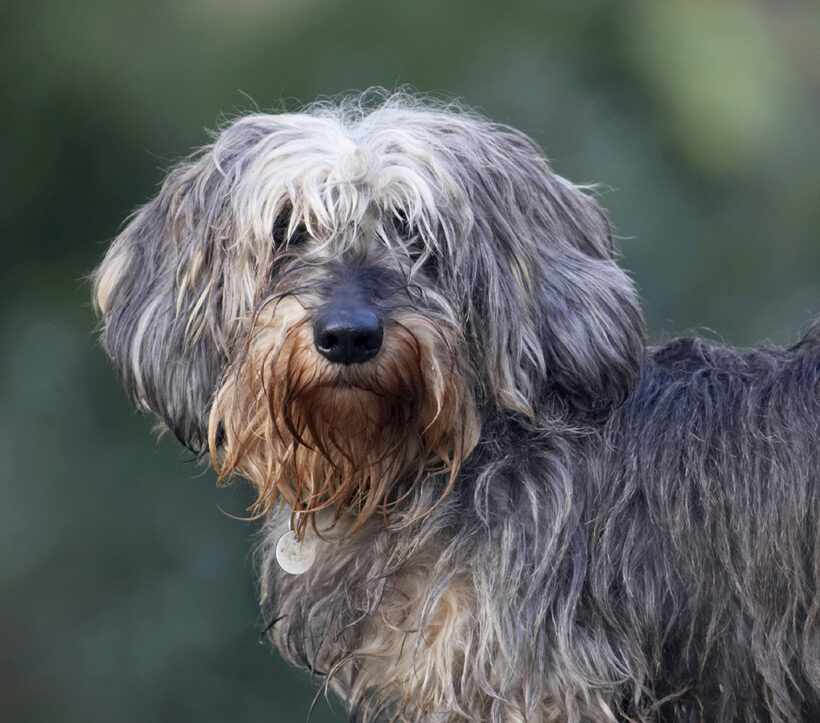 Animal, Animals, Canine, Canines, Daschund, Daschunds, Dog, Dogs, Dudley, Land Mammal, Land Mammals, Miniature, Play, Playing, Playtime, Terrestrial Mammal, Terrestrial Mammals, Wirehaired