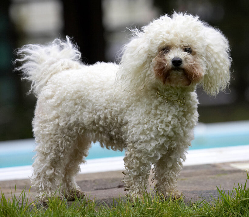 Animal, Animals, Bichon frise, Canine, Canines, Dog, Dogs, Land Mammal, Land Mammals, Morgan, Play, Playing, Playtime, Terrestrial Mammal, Terrestrial Mammals