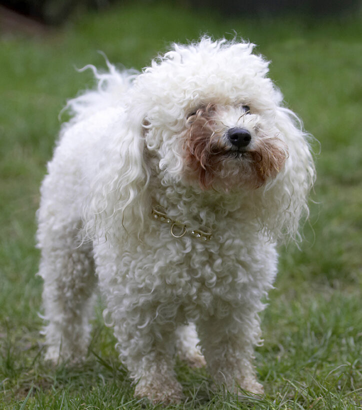 Animal, Animals, Bichon frise, Butter, Canine, Canines, Dog, Dogs, Land Mammal, Land Mammals, Morgan, Peanut, Play, Playing, Playtime, Terrestrial Mammal, Terrestrial Mammals