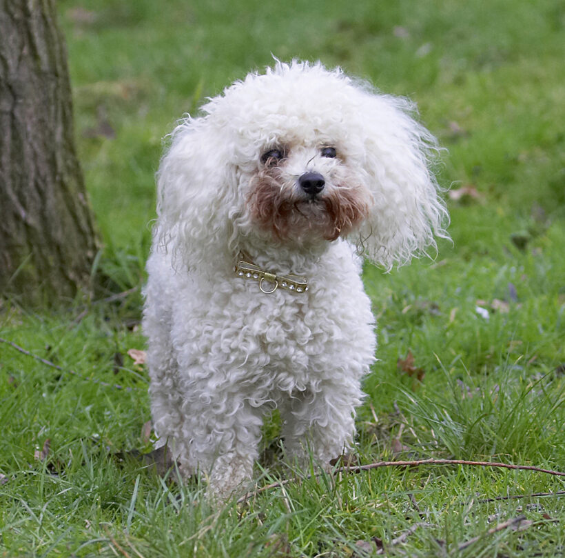 Animal, Animals, Bichon frise, Canine, Canines, Dog, Dogs, Land Mammal, Land Mammals, Morgan, Play, Playing, Playtime, Terrestrial Mammal, Terrestrial Mammals